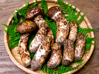 岩手県産松茸食品