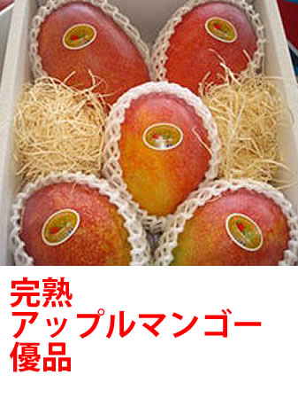 沖縄県宮古島産 『完熟アップルマンゴー 【優品】1.5kg』 【産地直送